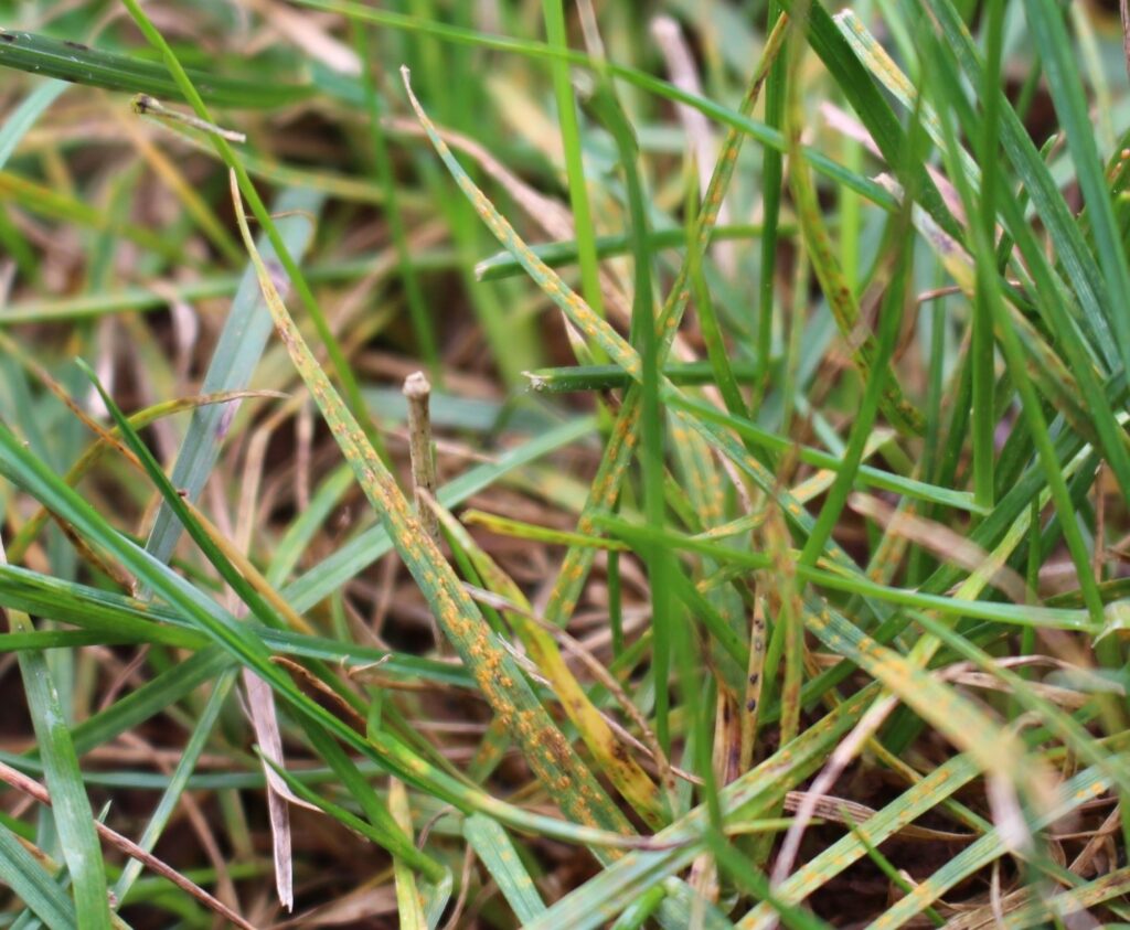 lawn-rust-disease