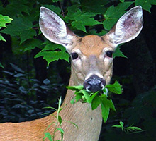 deer