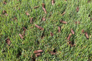 aeration plugs following a fall aeration