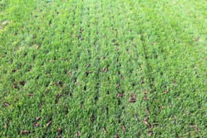 aeration plugs following a fall aeration