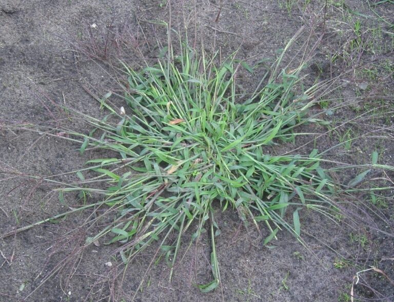 crabgrass