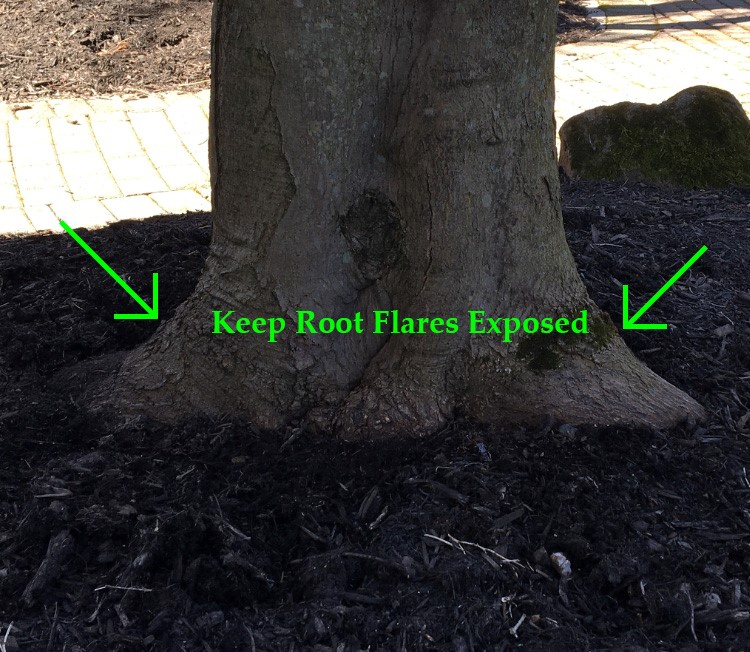 Exposed Root Flares