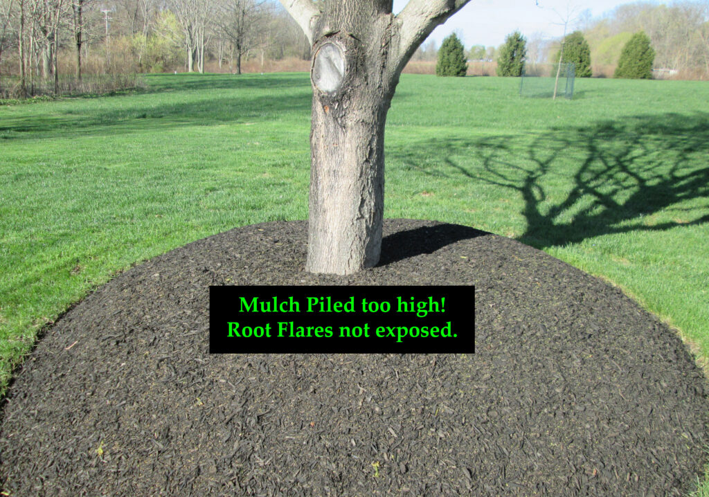Tree with too much mulch piled around it