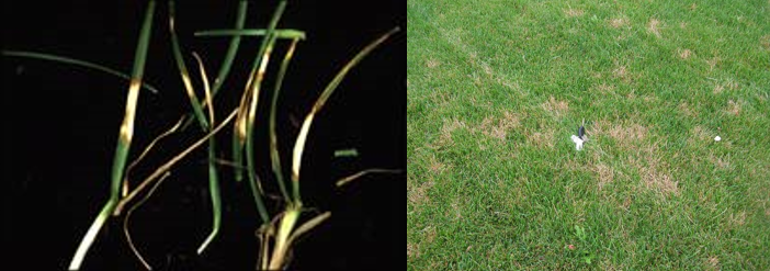 Dollar spot