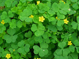 Oxalis