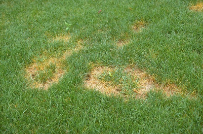 Treating Summer Patch and Dollar Spot in the Summer Months - Fairway ...