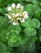 White clover