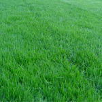 Summer lawn care tips green grass