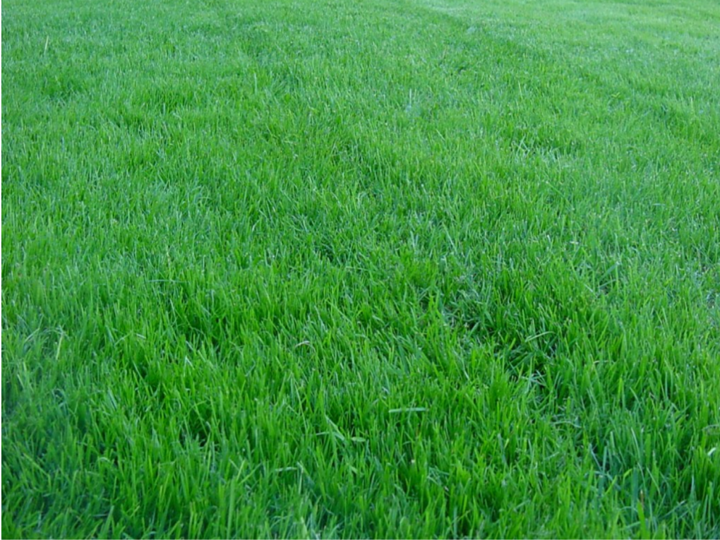 Summer lawn care tips green grass