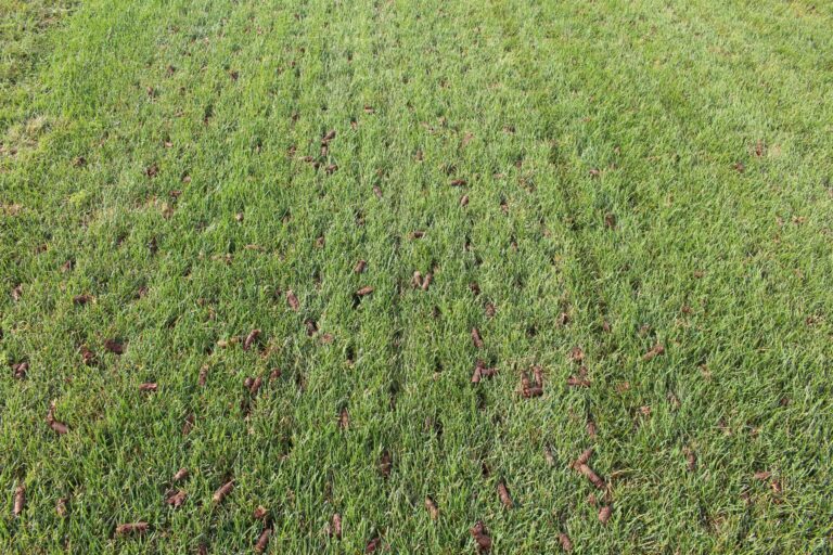 Core Aeration