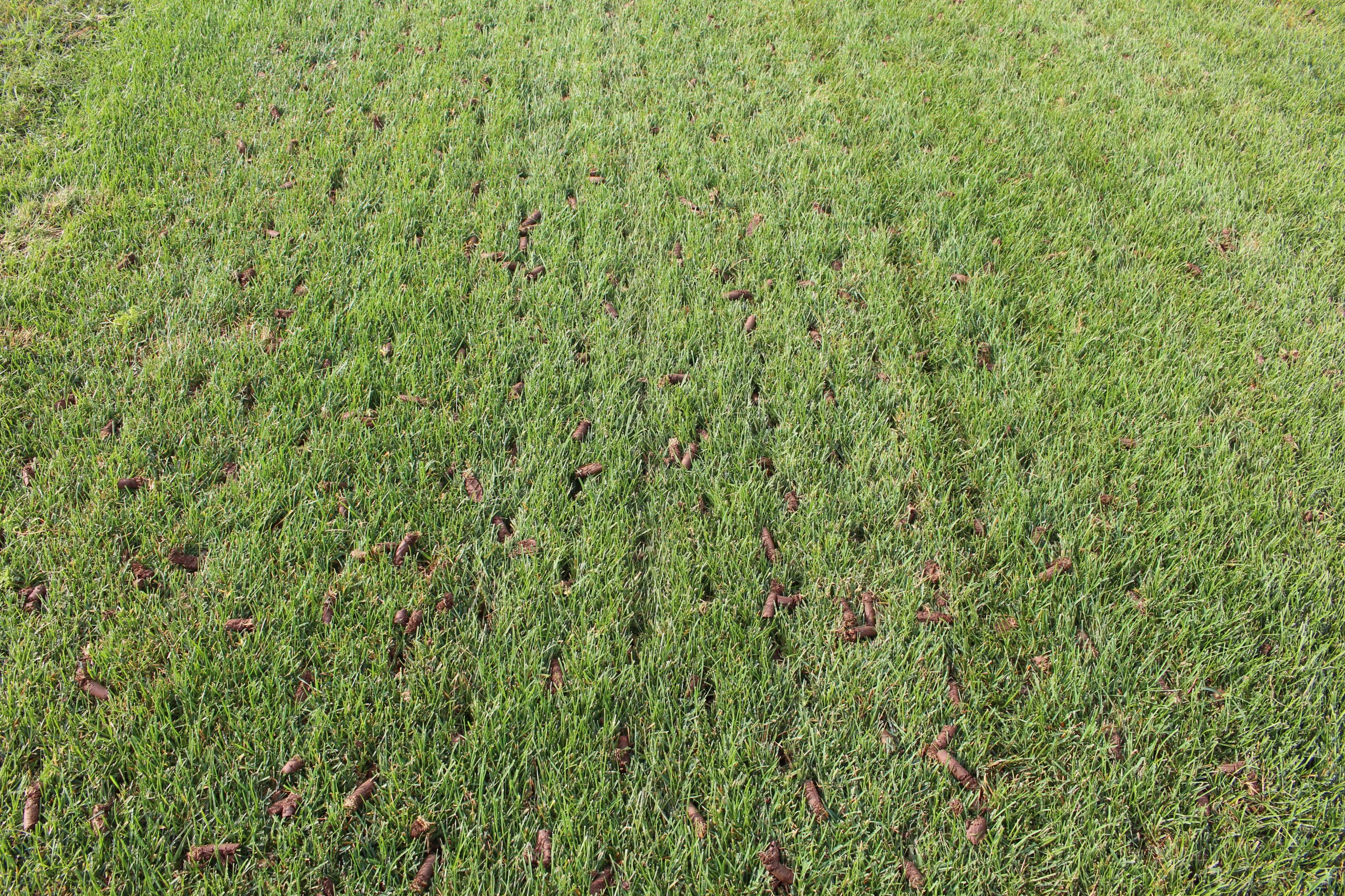 Benefits of Core Aeration and Over Seeding
