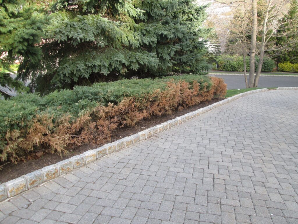 Salt Damage to Plants