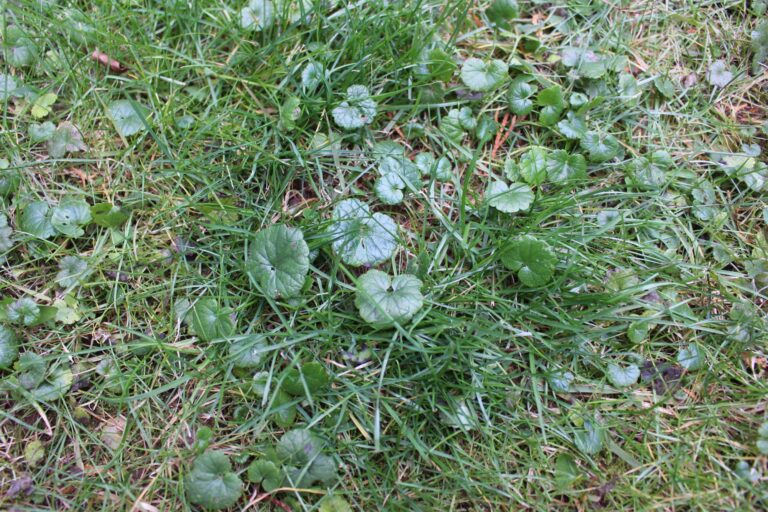 Weeds growing in yard