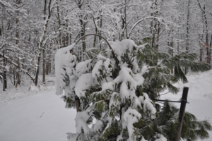 protecting plants during winter