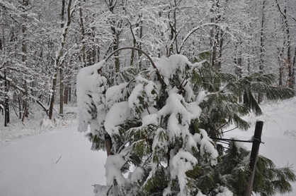 snowy bush