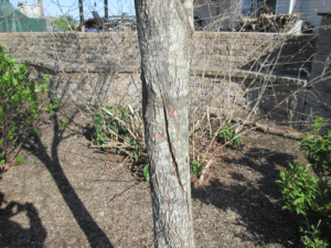 winter and snow damage to plants