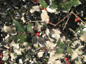 winter and snow damage to plants