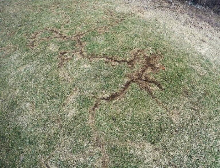 voles damage