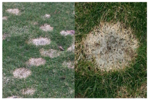 pink snow mold