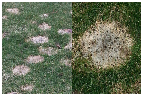 examples of snow mold disease