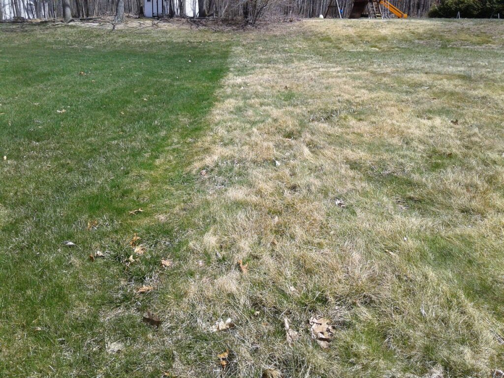 This picture illustrates how a Fine Fescue grass (right) greens up differently than a Blue/Rye grass mix (left).