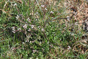Hairy bittercress