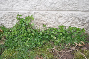 chickweed