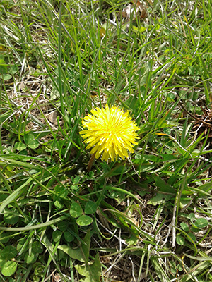 Early Spring Weeds Fairway Green Inc
