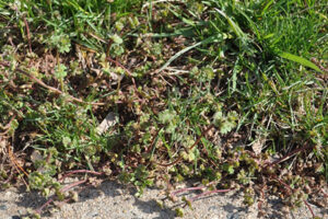 Henbit
