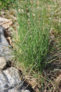 wild onion/garlic