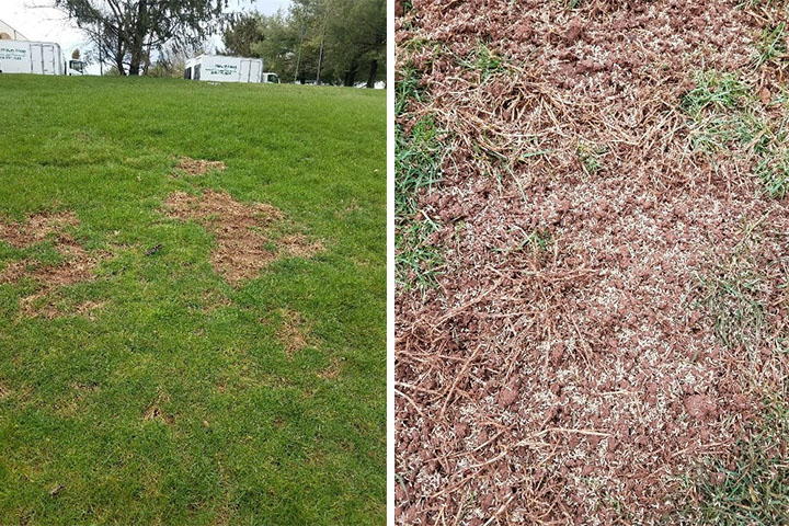 unseeded lawn and seeded lawn