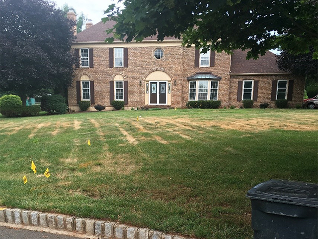 lawn affected by Ascochyta Leaf Blight