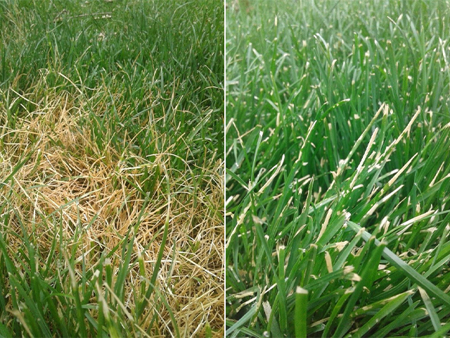 ascochyta leaf blight ascochyta leaf blight