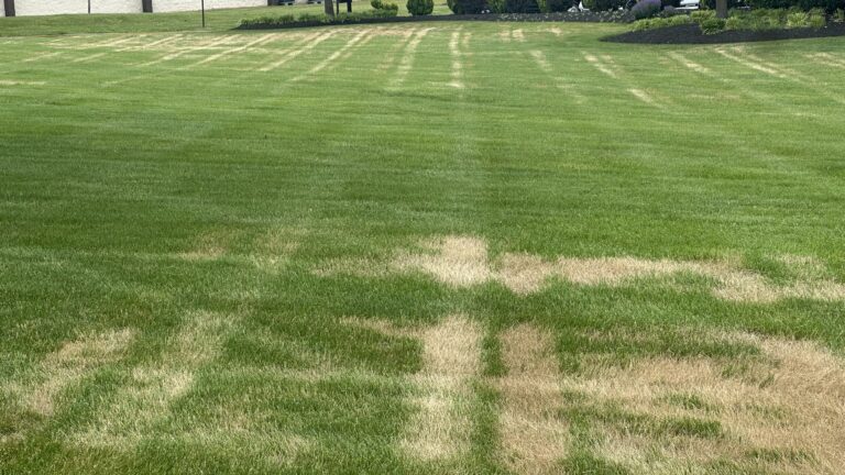 The disease Ascochyta leaf blight in a residential lawn