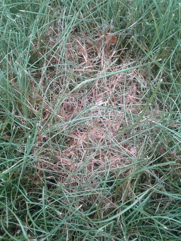 How to Keep Red Thread Fungus From Taking Over Grass