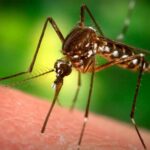 Close up of a mosquito on skin