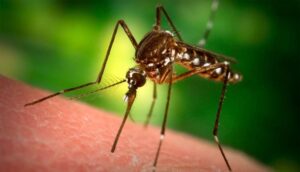 Close up of a mosquito on skin