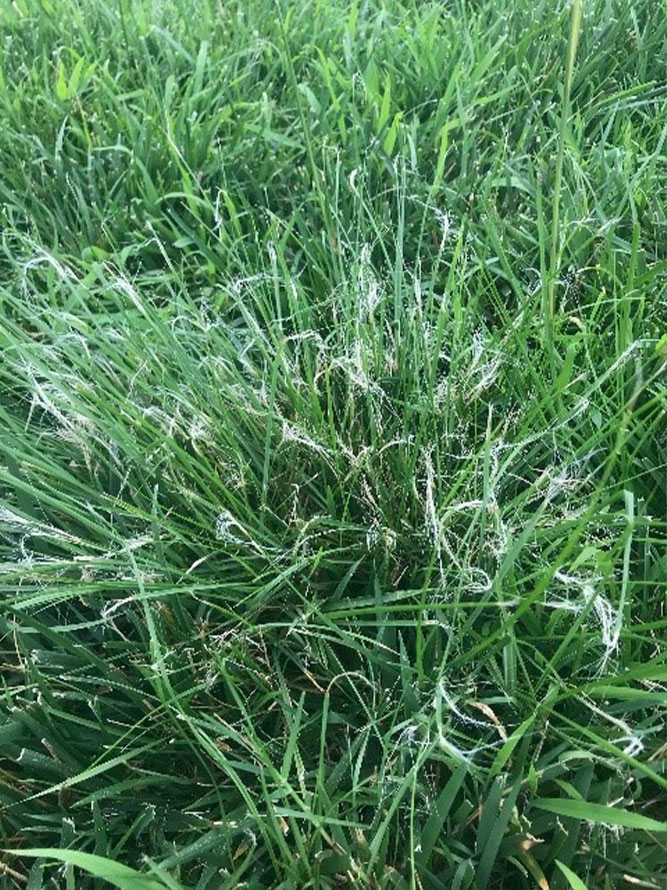 Frayed blades of grass