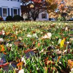 fall leaves on a lawn