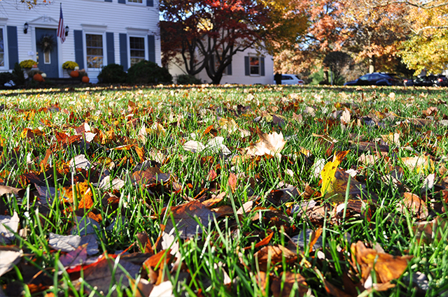 Picture of fall leaves on a lawn