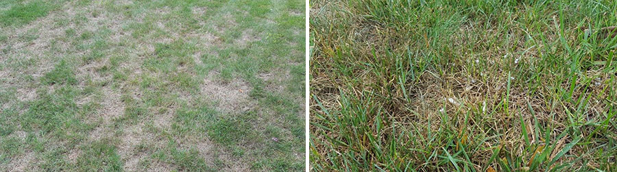 lawn with grey leaf spot and lawn with pythium blight 