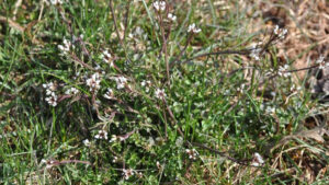 Hairy bittercress