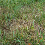 A lawn with pythium blight