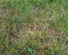 A lawn with pythium blight