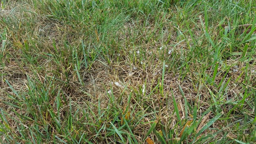 A lawn with pythium blight