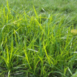 nutsedge