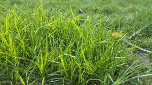 Weed nutsedge grass compared to preferred grass varieties