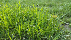 Weed nutsedge grass compared to preferred grass varieties