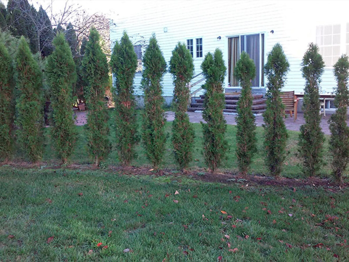 How to Keep Deer Away, image size:1200x900