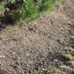 Shrub bed with pre-emergent weed control applied